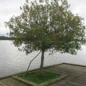 le saule sur l'île en bois 