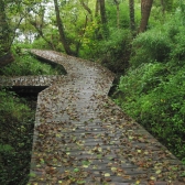 caillebotis dans les bois humides