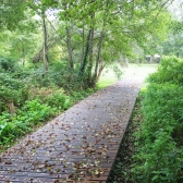 caillebotis dans les bois humides