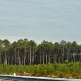 succession de forêts de pins